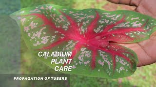 Caladium  A must have in your home or garden East tips on plant care and propagation of the tubers [upl. by Lorac]