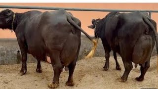 watch piure Nili buffalo for sale in Punjab Pakistan on YouTube910202403038678388 [upl. by Lovering142]