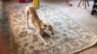 10 Funniest Whippet Videos  Funny Animals [upl. by Nitnilc]