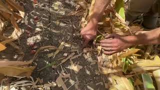 Corn Head Seeder In Action 12 Row [upl. by Sianna]