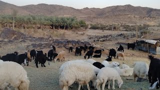 bakariya 🐏🐐 KO Ghas Dall diya ho Khati hai from Saudi Arabia 🥰🇸🇦 my viralvideo subscribe [upl. by Jensen]