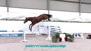 Safety vt Hazelarenhoekje Urano de Cartigny x Colman  Mare  2018 [upl. by Nylimaj]