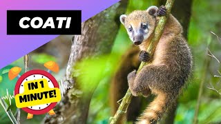 Coati 🦝 Smart Curious and Irresistibly Cute  1 Minute Animals [upl. by Rehpotisrhc]