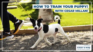 How To Train Your Puppy With Cesar Millan [upl. by Arnelle]