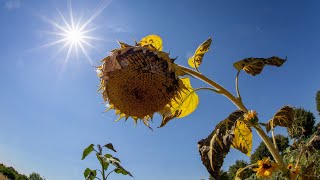 Deutscher Wetterdienst warnt „Am Donnerstag könnten sogar die 40 Grad geknackt werden“ [upl. by Naujad680]