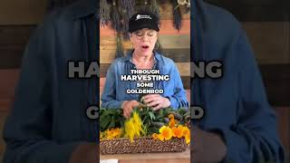 California Poppy Harvest Benefits amp Tincture Making [upl. by Horne234]