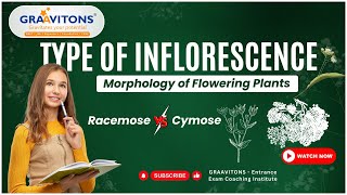 Types of Inflorescence  Morphology of Flowering Plants [upl. by Howzell967]