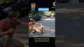 Scene of a sloth crossing the road🙏 shorts sloth humanity [upl. by Novihs]