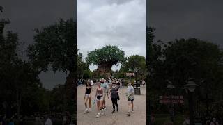 Animal Kingdom Tree disney animalkingdom disneyparks viralcontent disneyshorts [upl. by Robenia]