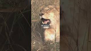 Roarsome lion facts you didn’t know [upl. by Gaby8]