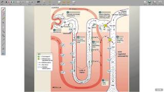 Regulation of Electrolytes [upl. by Kyle]