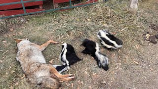 Today on the trapline mountainmen historychannel coyote wildlife offgridliving wolf [upl. by Yoho344]