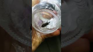 Triatoma tibiamaculata barbeiro  Doença de Chagas [upl. by Leay]