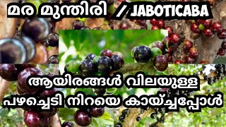 jaboticaba നിറയെ പിടിച്ചപ്പോൾ😋 മരത്തിൽ പിടിക്കുന്ന മുന്തിരി jaboticaba Jabuticabafruitmalayalam [upl. by Wilfred]