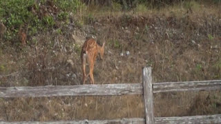 Crazy Deer running circles [upl. by Cave]