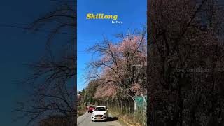 Shillong Cherry Blossom Festival 2024 [upl. by Blunt]