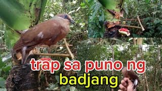 madaling trap ng ibong alimukon sa puno ng badjang [upl. by Akvir]