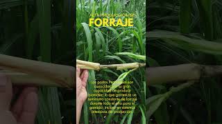 Banco forrajero Género Pennisetum agriculture plantas agroperu [upl. by Enerual]