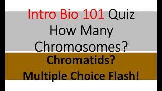 Count Chromosomes and Chromatids Correctly  Multiple Choice Quiz Flash [upl. by Ahsiekram416]