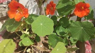 How to grow and care Nasturtium flower plantbeautiful winter flower [upl. by Hauser498]