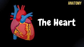 Anatomy of the Heart  External amp Internal Structures [upl. by Eniawtna739]