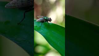 Lalat  diptera nature reels nature [upl. by Lachus780]