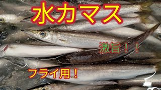 魚の捌き方カマスフライ開き！ [upl. by Tterej286]