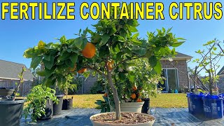 Complete Guide To FERTILIZING CITRUS TREES In Containers [upl. by Atiseret]