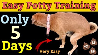 puppy potty training in hindi  Dog potty training in hindi  dog potty training spray pottytrain [upl. by Flossie658]