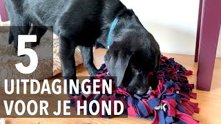 5 Uitdagingen voor je hond  Kip aflevering 10  Week 16 [upl. by Norene]