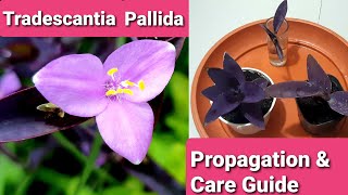 Tradescantia Pallida  Purple Heart Purple Queen Propagation amp Care Guide [upl. by Annav]