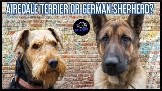 Airedale Terrier oder Deutscher Schäferhund [upl. by Teriann]