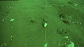 Plaice fishing Poole bay Spydro fishing camera [upl. by Kciredohr471]