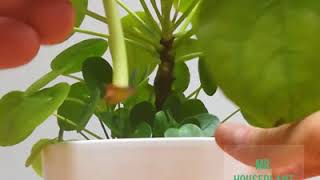 Pilea leaf propagation [upl. by Effy563]