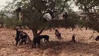 STRANGE BUT TRUE Goats Climbing amp Falling From Trees  Morocco  Unbelievable Travel Vlog [upl. by Anahsahs]