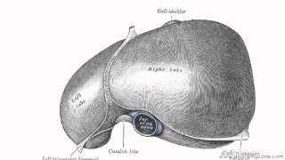 Peritoneal Cavity  Part 2  Ligaments of the Liver  Anatomy Tutorial [upl. by Freed]