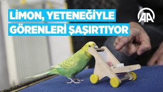 Limon yeteneğiyle görenleri şaşırtıyor [upl. by Ainos]