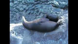 La foca allatta il suo cucciolo  SeaWorld Orlando 2011  Florida [upl. by Lennod650]