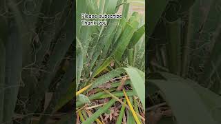 Yucca leaves covered in curls nature [upl. by Aved]