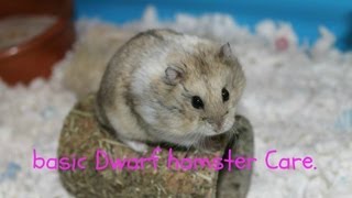 Basic Dwarf Hamster Care [upl. by Yracaz]