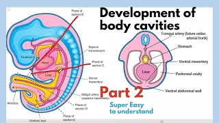 Development of body cavities  Thoracic Cavity Development  Embryology of body cavities  Easiest [upl. by Razaele]