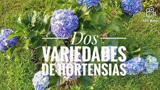 Dos variedades de Hortensias [upl. by Arahs908]