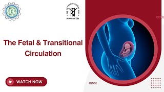 The Fetal amp Transitional Circulation Explained  Understanding Fetal Heart Development [upl. by Emmery137]