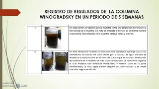 DESARROLLO DE LA PRACTICA COLUMNA DE WINOGRADSKY [upl. by Nabila826]