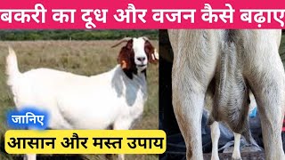 बकरी का दूध और वजन कैसे बढ़ाए  bakri ka dudh aur vajan badhane ka tarika milk weight bakripalan [upl. by Arimas]