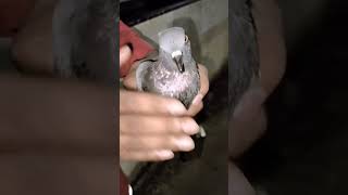 Bird rescue birds nature love [upl. by Luhem303]