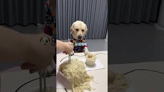 This dog is picky when eating noodlesThe dogs thoughts are written on h [upl. by Anahsor]