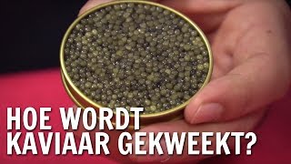 Hoe wordt kaviaar gekweekt  De Buitendienst over kaviaar [upl. by Harsho368]