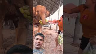 Elephant 🐘🦏🐘🦏 funny musicgenre eatingchallengeshow [upl. by Melli]