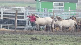 Oostvaardersplassen Konik horses Netherlands killed for the birds and millions subsidies 202023 [upl. by Florence]